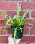 Bird nest fern Nidus Osaka - 13cm Pot
