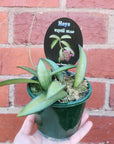 Hoya - Wayetii (no. 175) - 10cm pot