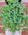 Baby plant - Babies Tears (Soleirolia soleirolii)