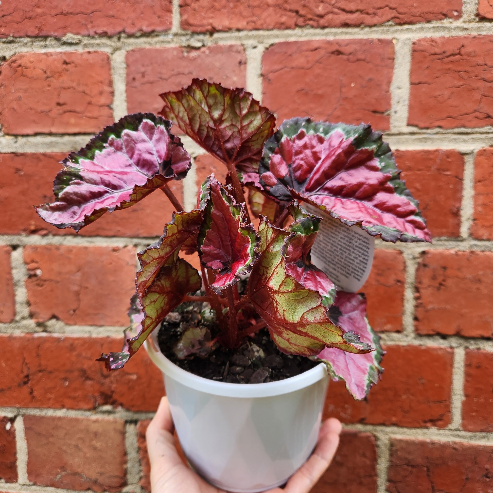 Begonia Rex - 13cm pot