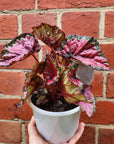 Begonia Rex - 13cm pot