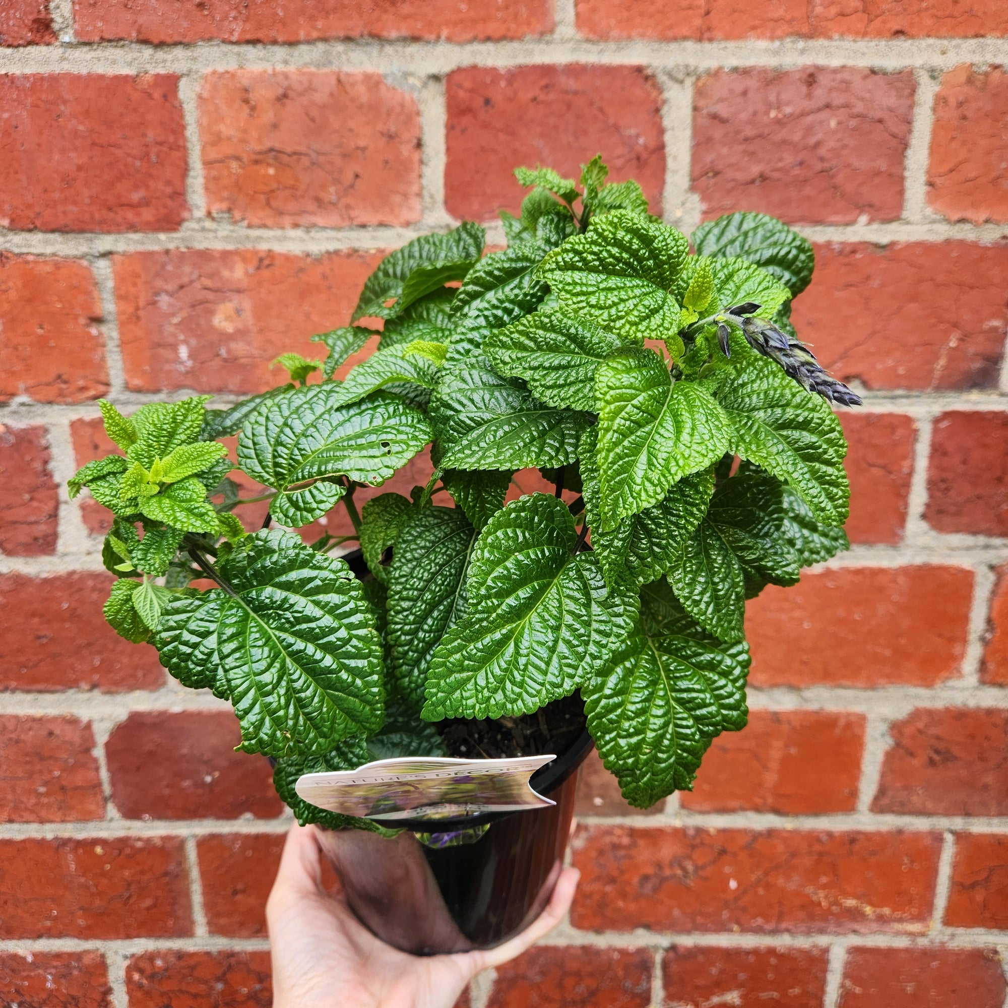 Salvia guar Black & Bloom - 14cm pot