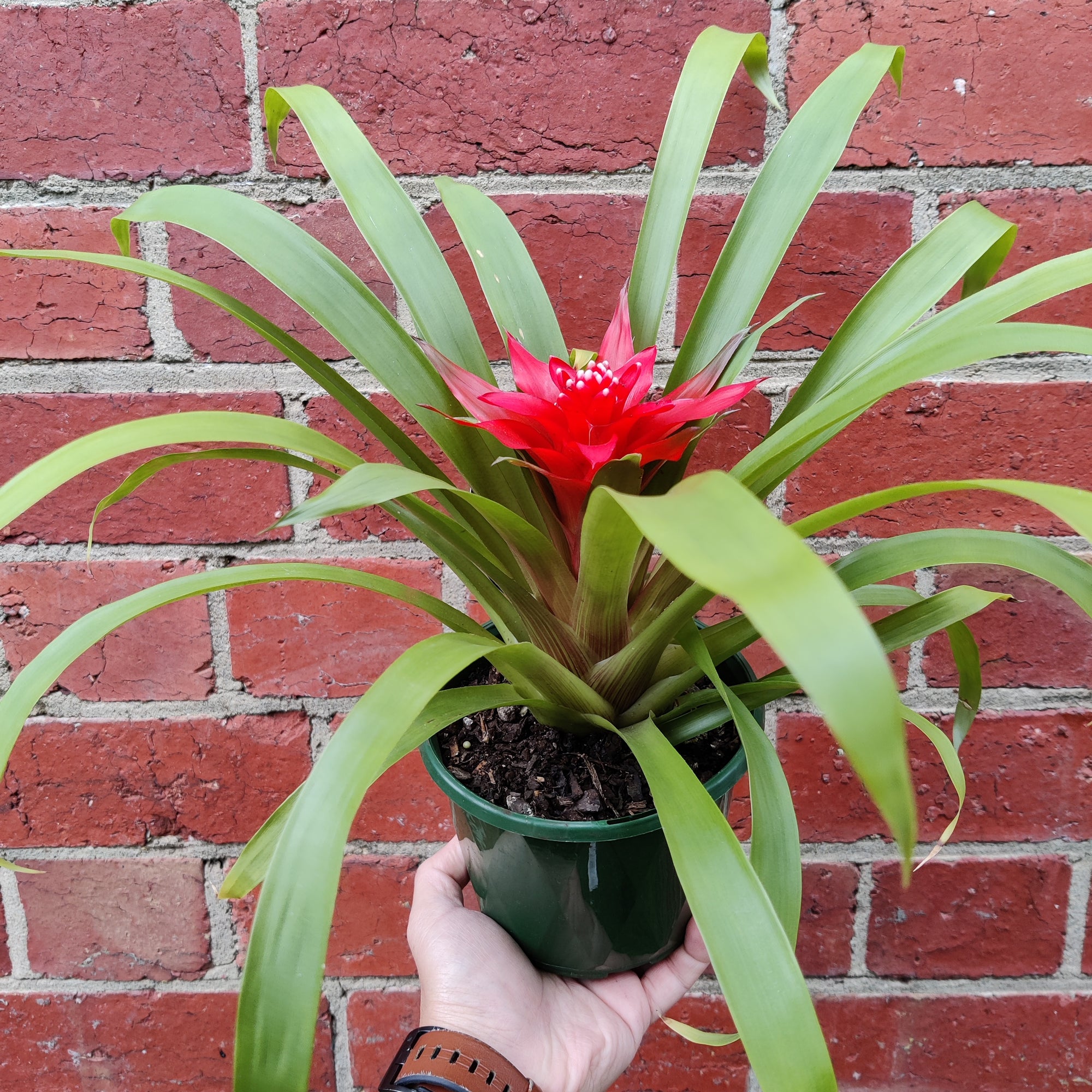 Bromeliad - 14cm Pot