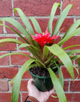 Bromeliad - 14cm Pot