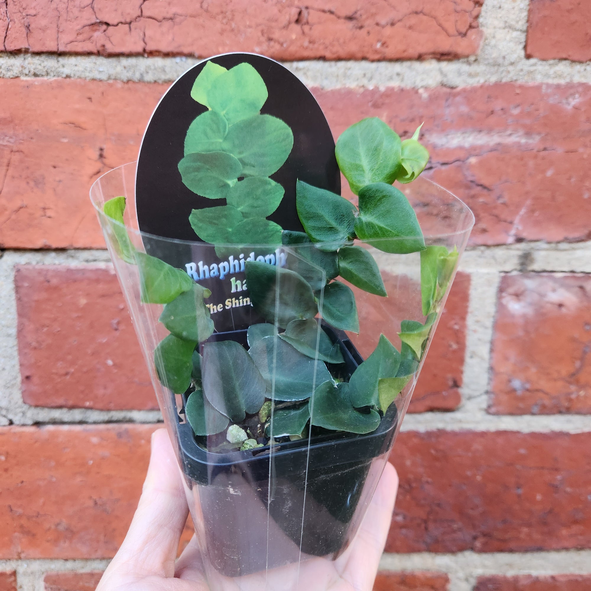 Rhaphidophora hayi The Shingle Plant - 7cm pot