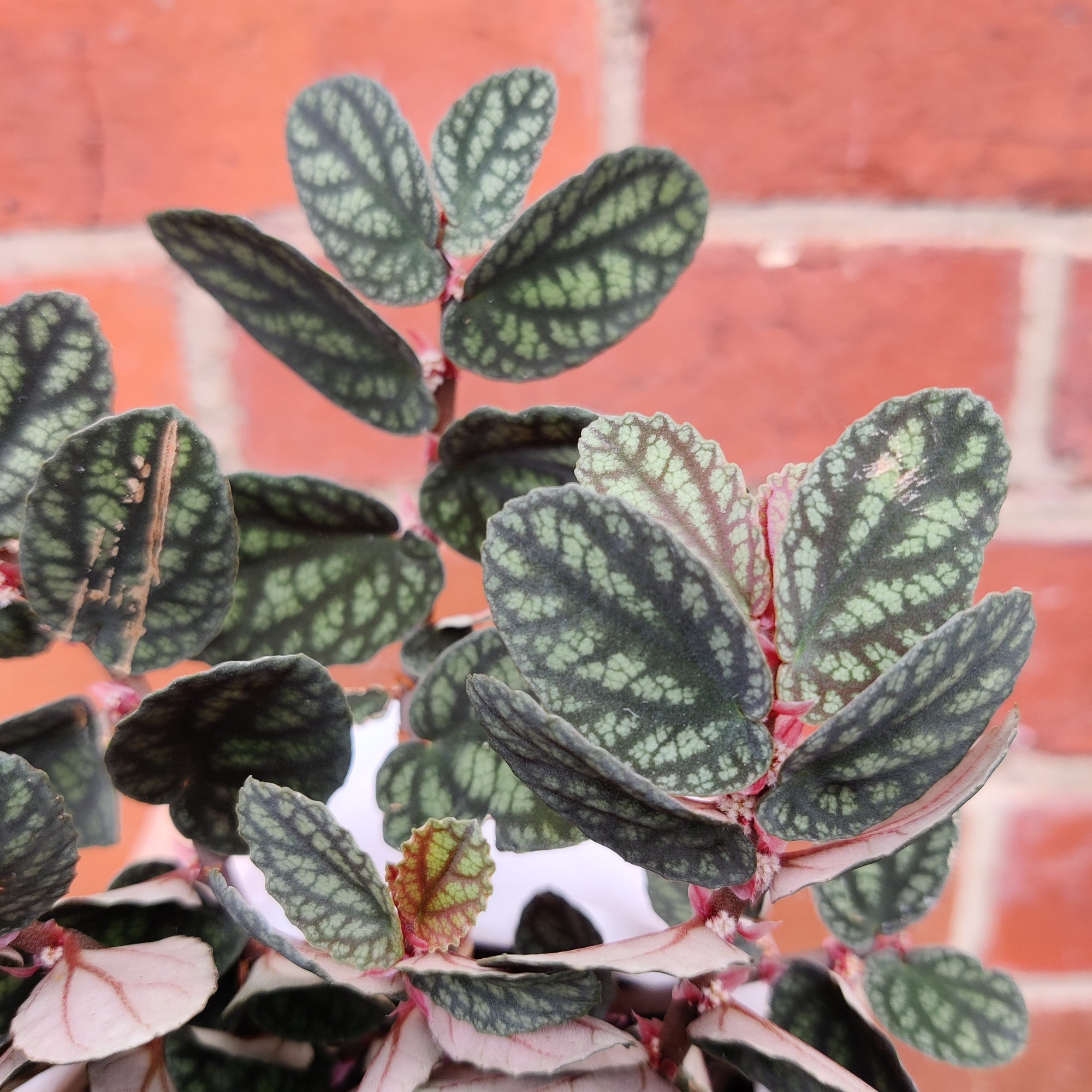 Pellionia Repens v Pulchra - 13cm Hanging Basket