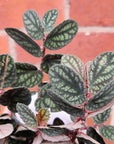 Pellionia Repens v Pulchra - 13cm Hanging Basket