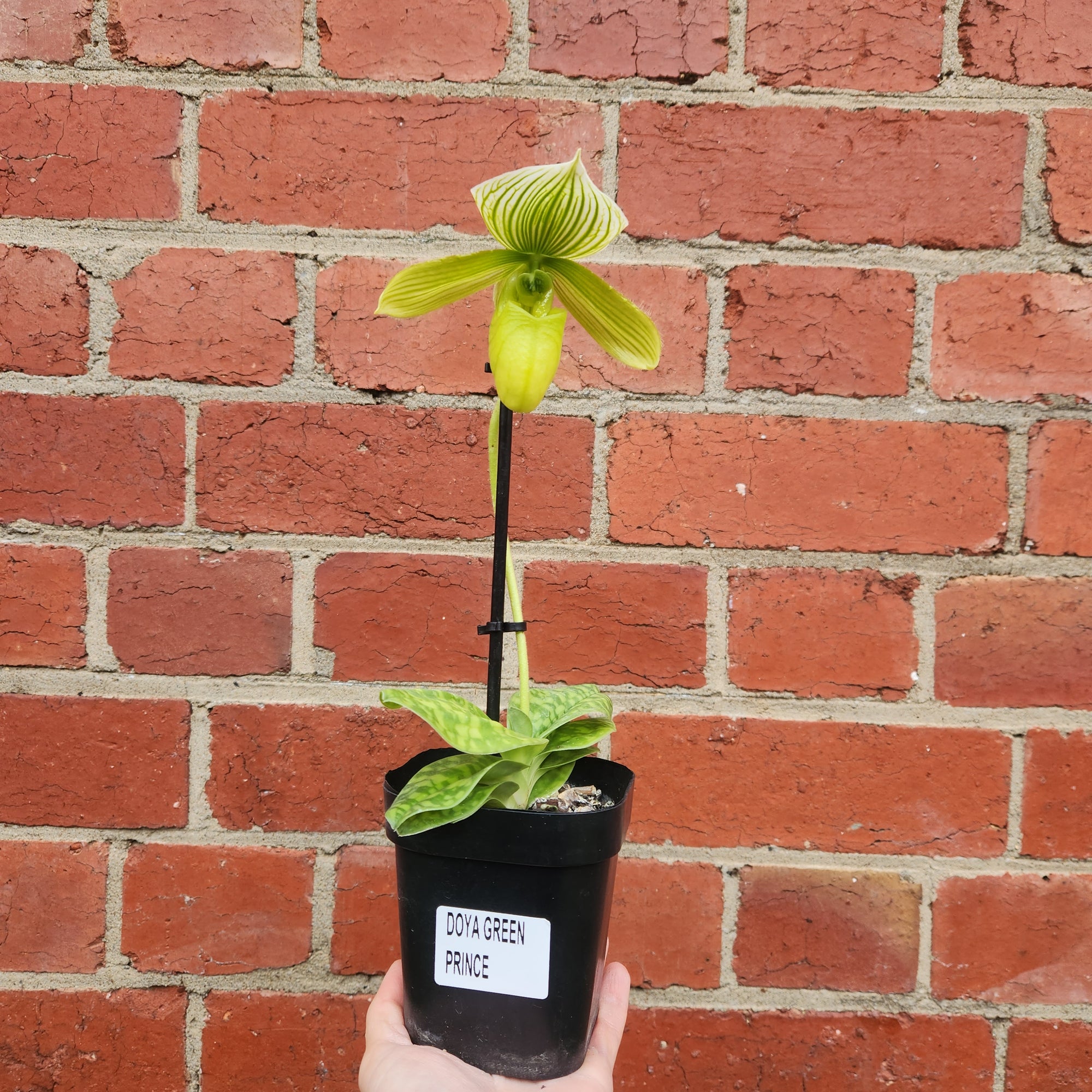 Slipper orchid - 10cm pot