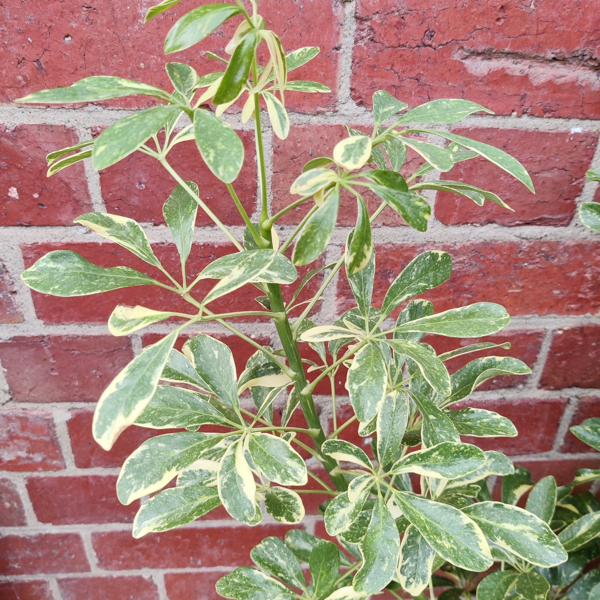 Umbrella plant - Schefflera arboricola Speckled Variegation - 25cm pot