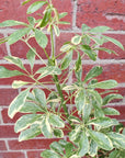Umbrella plant - Schefflera arboricola Speckled Variegation - 25cm pot