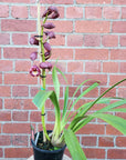 Orchid - Cymbidium 18cm pot (Burgundy)