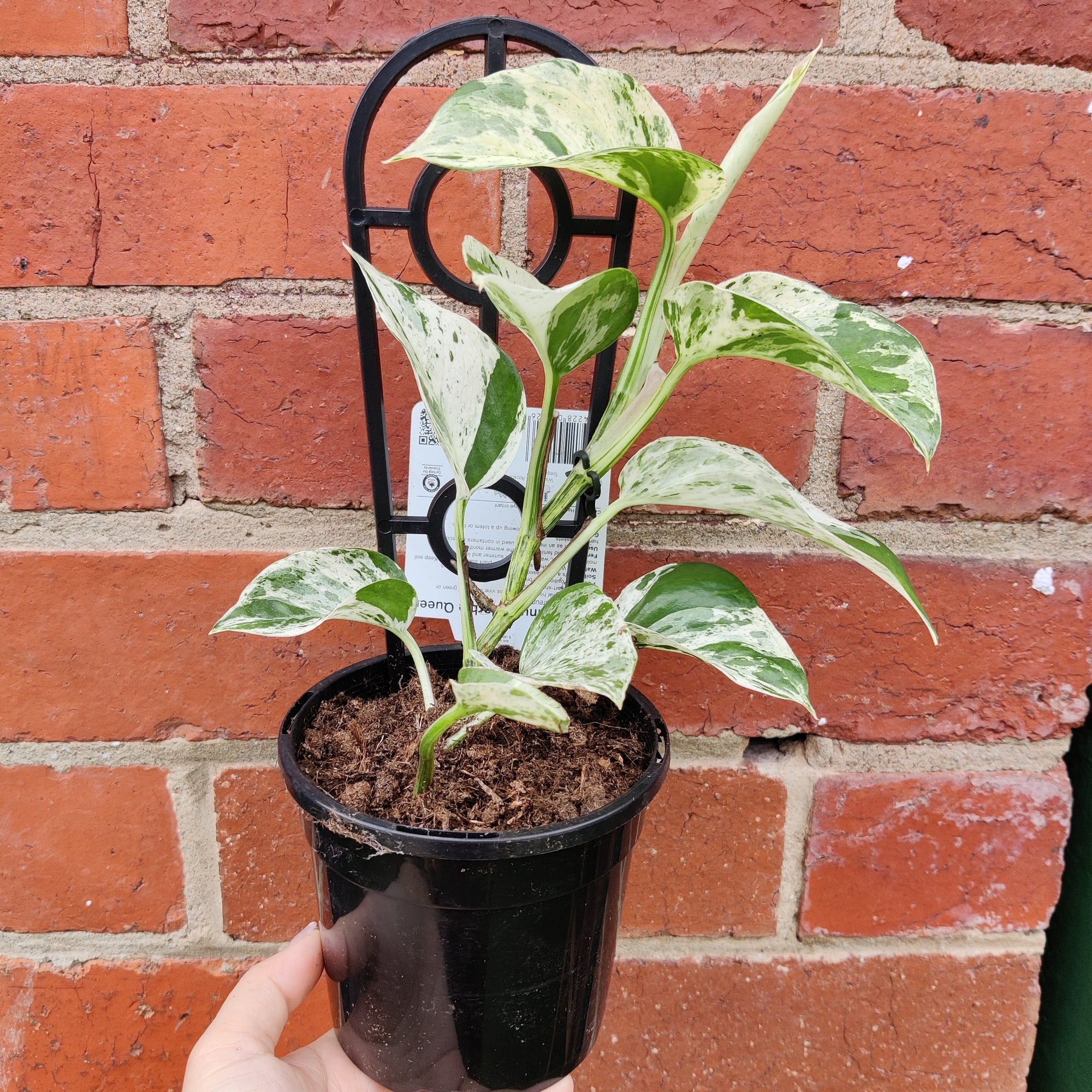 Marble Queen Pothos - 13cm pot