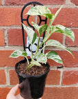 Marble Queen Pothos - 13cm pot