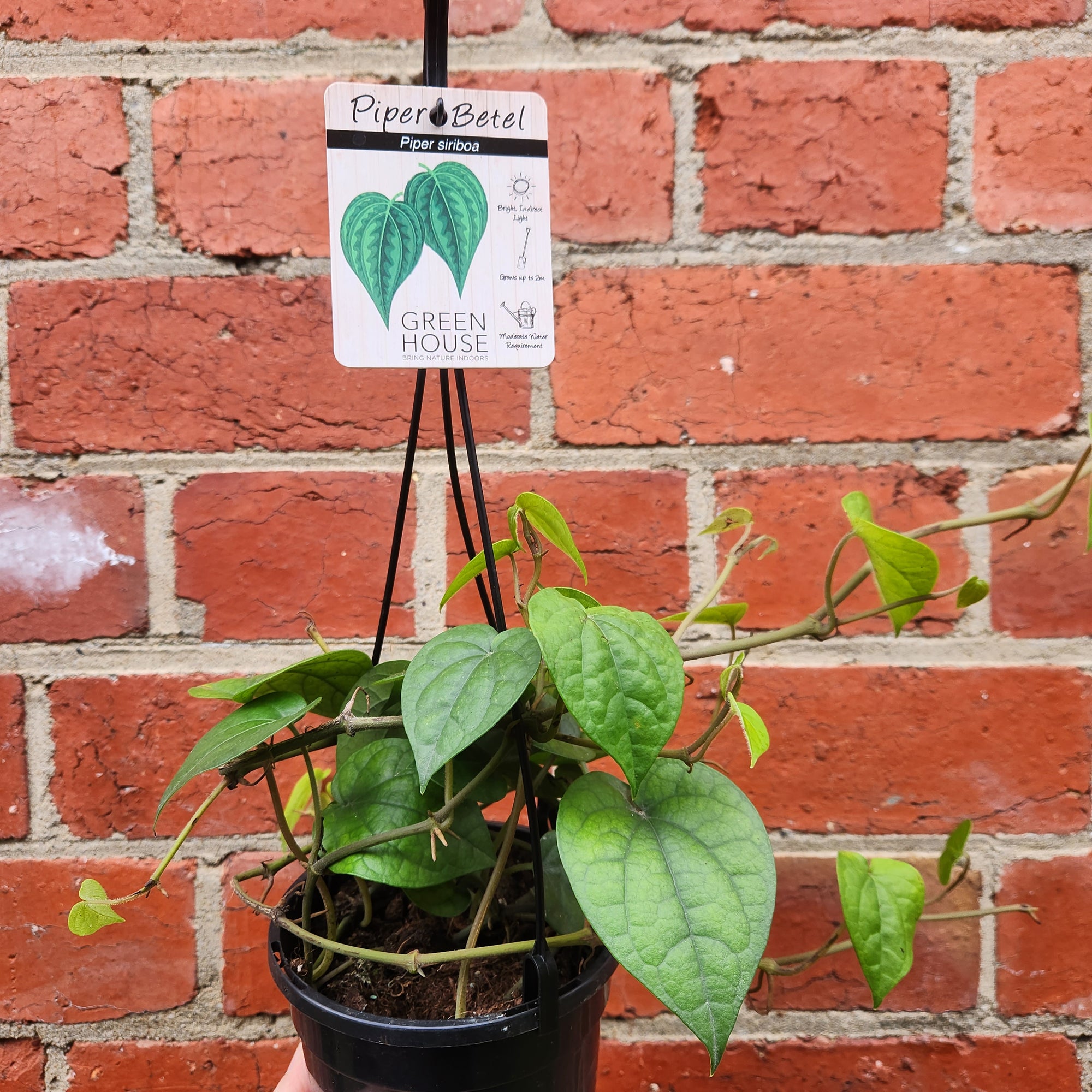 Betel Leaves Plant (Piper Crocatum Celebes Pepper) - Edible - 13cm pot