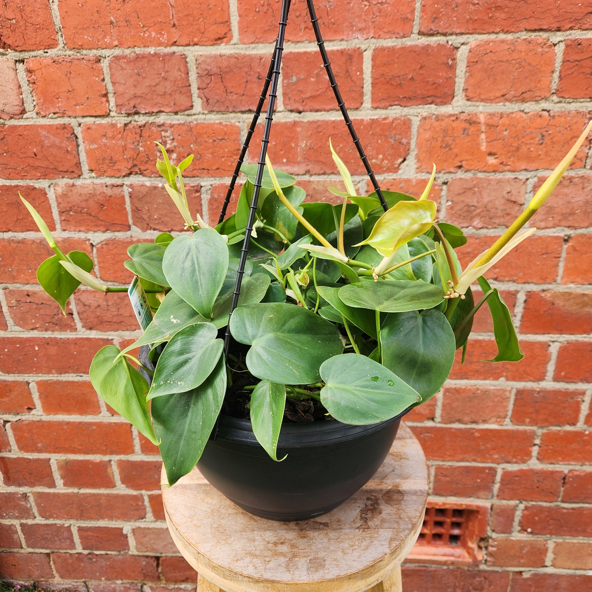 Heart Leaf Philodendron (Cordatum)- 25cm Hanging Basket