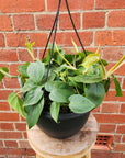 Heart Leaf Philodendron (Cordatum)- 25cm Hanging Basket