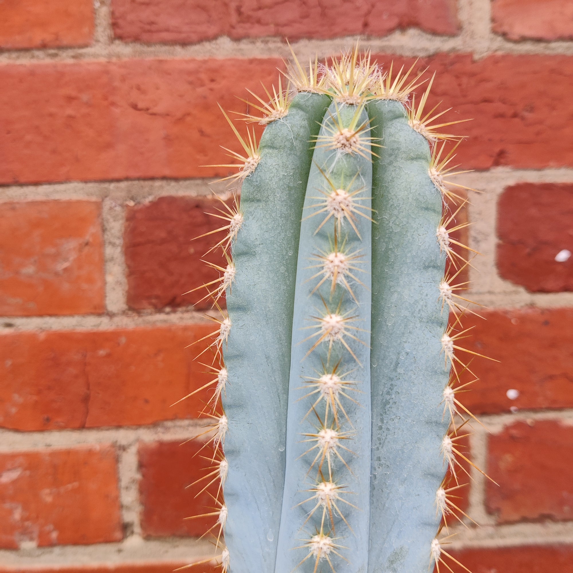 Pilocereus Cactus - 15cm pot