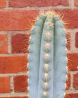 Pilocereus Cactus - 15cm pot