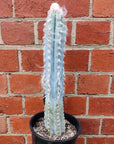 Pilocereus Palmeri Cactus - 15cm pot