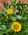 Asteriscus Maritimus Teris Yellow- 14cm pot