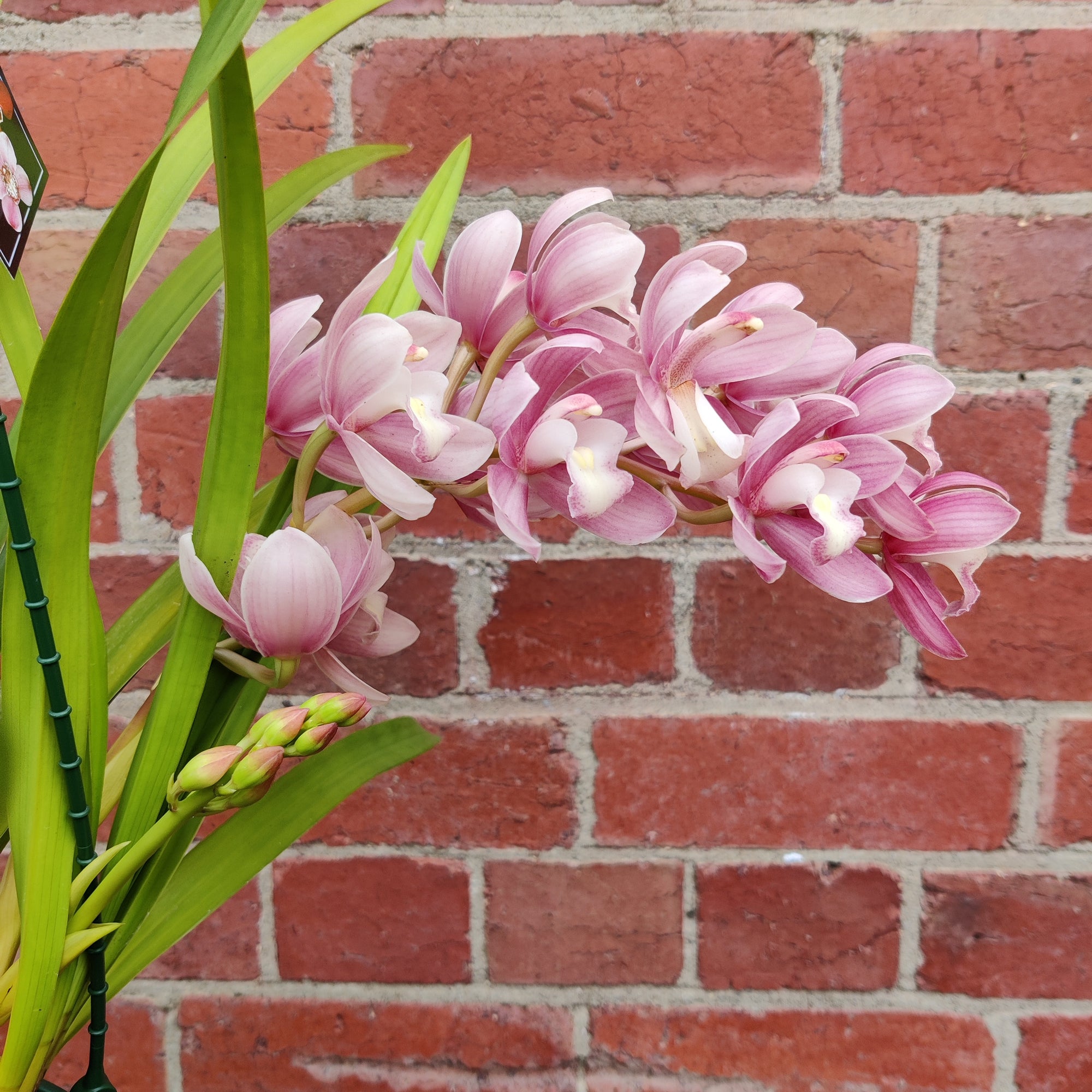 Orchid - Cascading Cymbidium Pink - 5 flower spikes - 17cm Hanging Basket