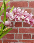 Orchid - Cascading Cymbidium Pink - 5 flower spikes - 17cm Hanging Basket