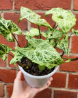 Syngonium Batik - 13cm pot