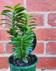 Pedilanthus tithymaloides Nana - 10cm pot