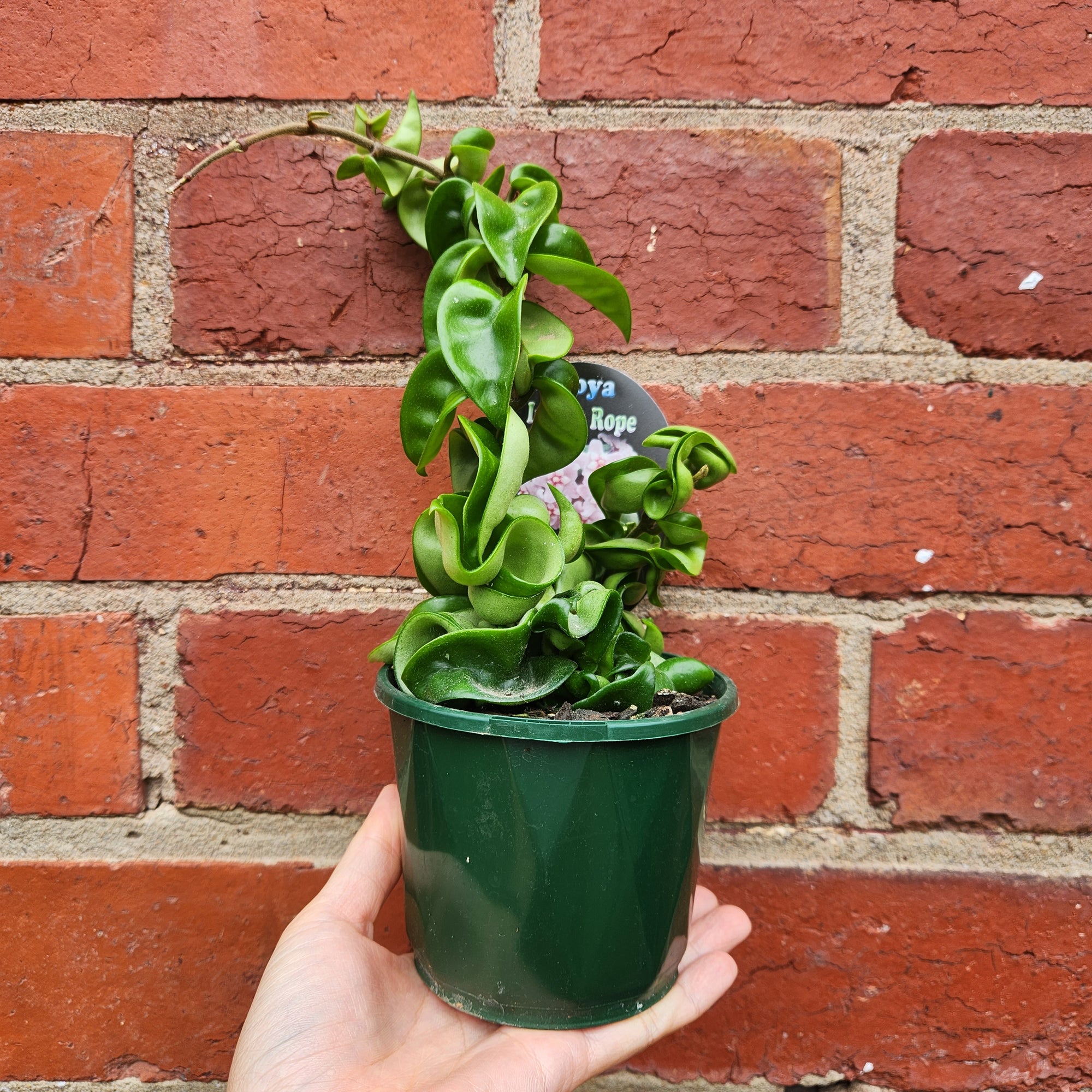Hoya Indian Rope - 10cm Pot