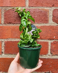 Hoya Indian Rope - 10cm Pot