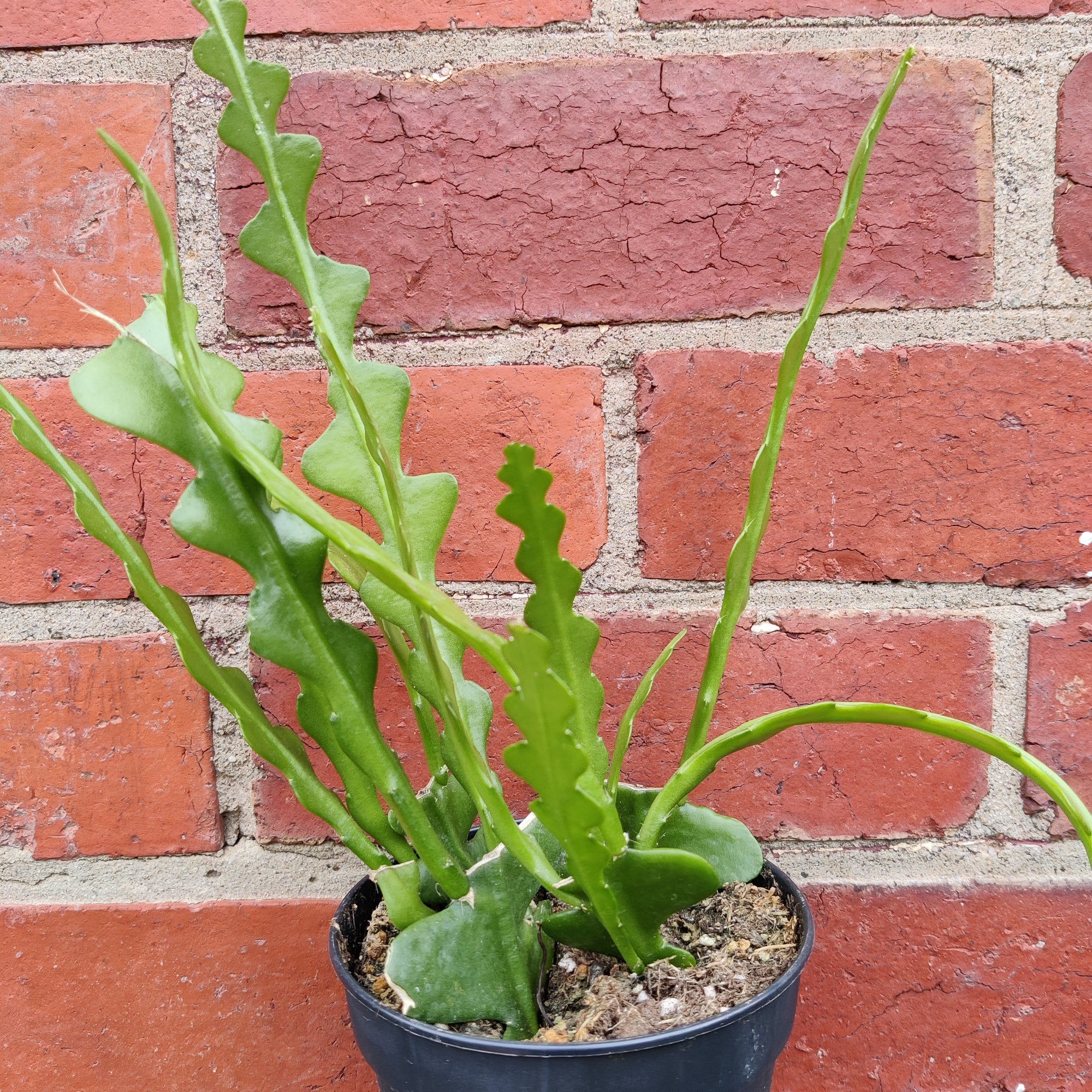 Fishbone cactus – Epiphyllum anguliger - 12cm pot