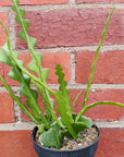 Fishbone cactus – Epiphyllum anguliger - 12cm pot