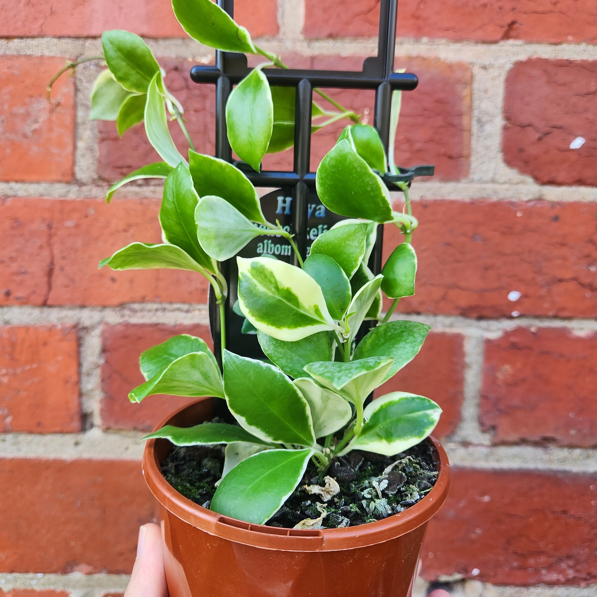 Hoya - heuschkeliana albomarginata (no.213) - 10cm pot