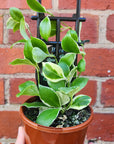 Hoya - heuschkeliana albomarginata (no.213) - 10cm pot