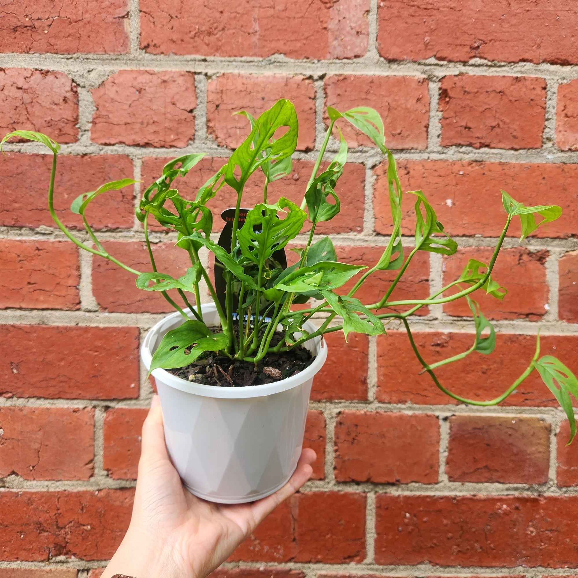 Monstera Friedrichsthalii - 13cm Pot