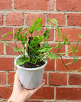 Monstera Friedrichsthalii - 13cm Pot