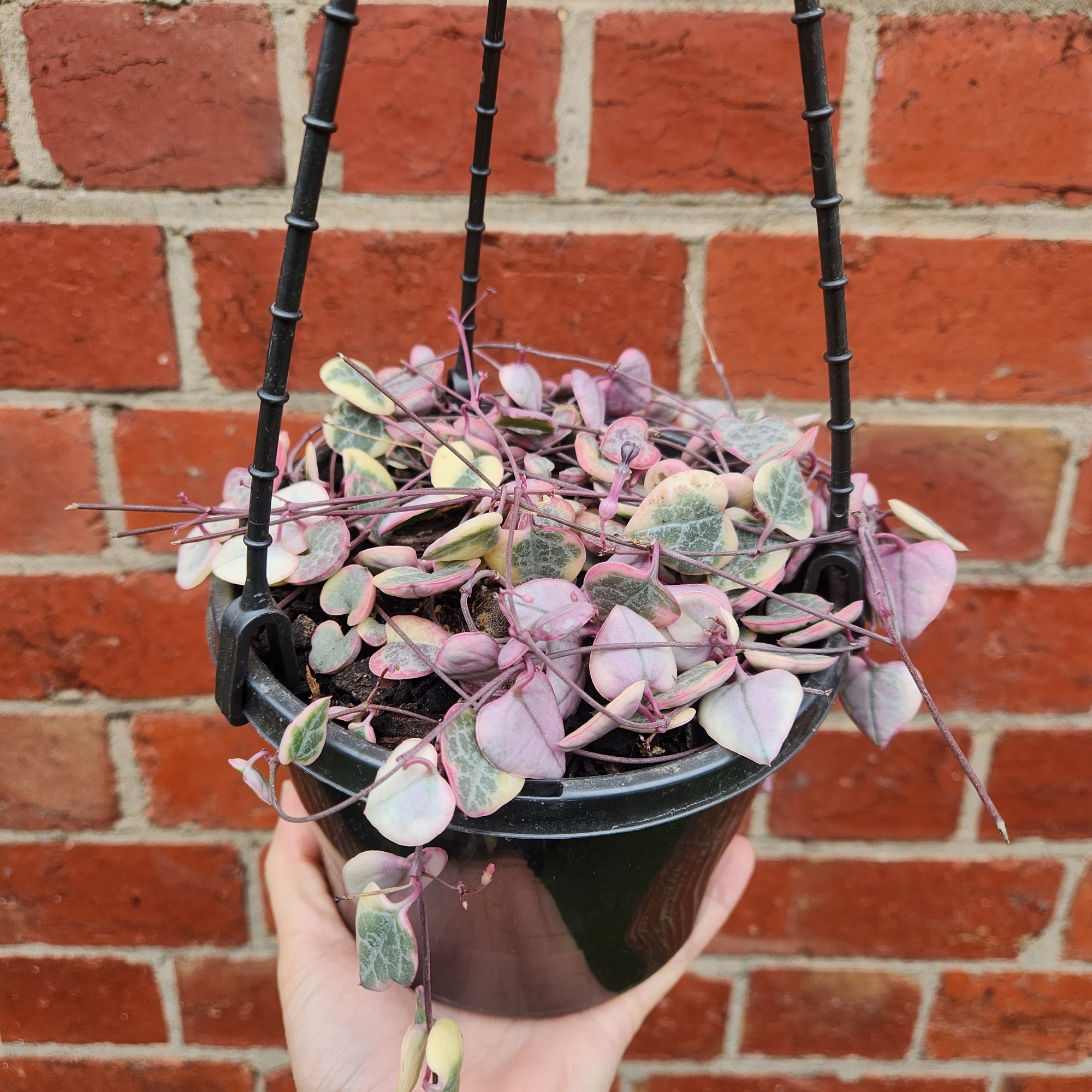 Variegated Chain of Hearts (Ceropegia Woodii) - 15cm HB
