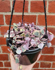 Variegated Chain of Hearts (Ceropegia Woodii) - 15cm HB