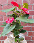 Anthurium in glass fish bowl - Red heart - 18cmD vase