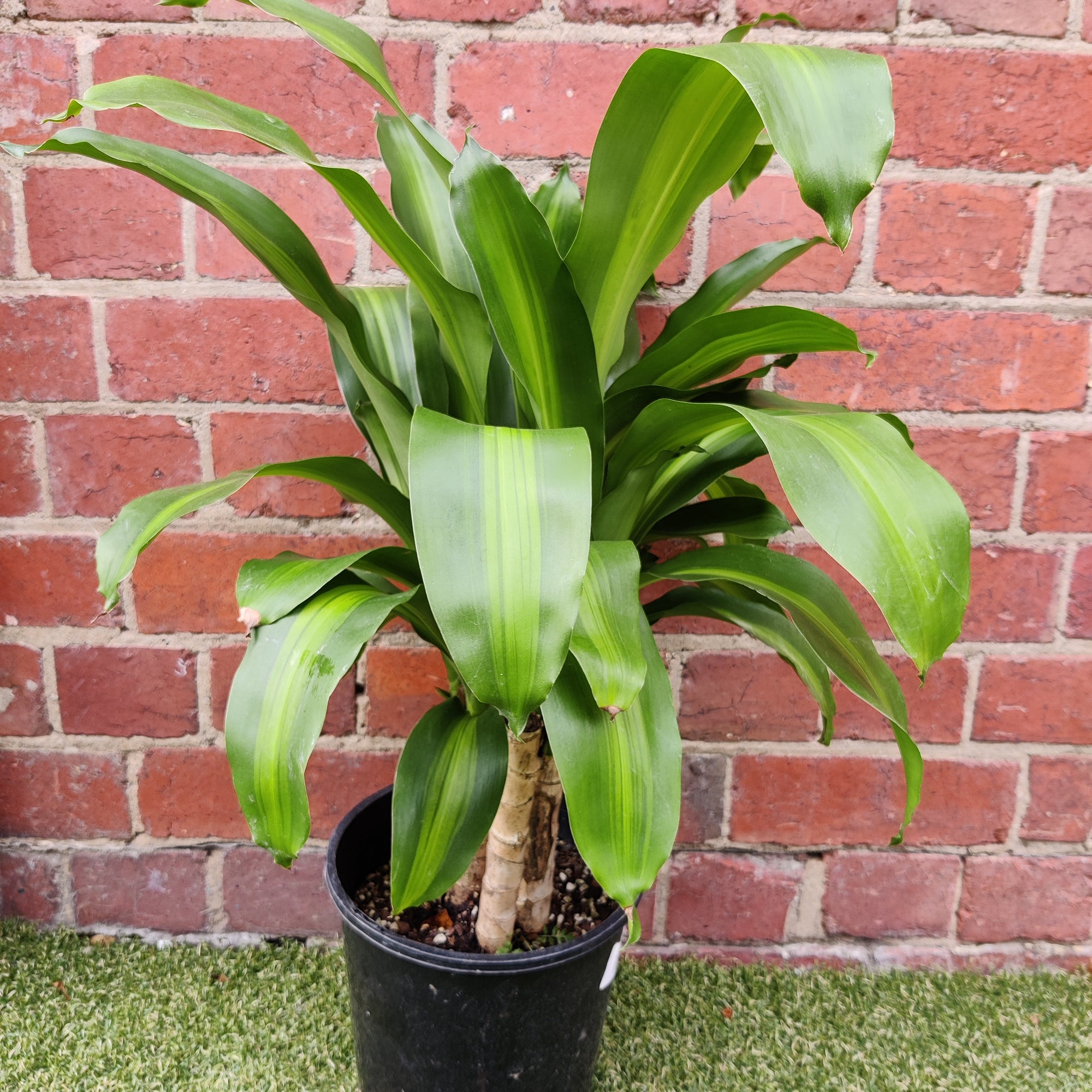Happy Plant (Dracaena Frangans 'Massangeana') - 20 cm Pot
