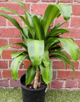 Happy Plant (Dracaena Frangans 'Massangeana') - 20 cm Pot