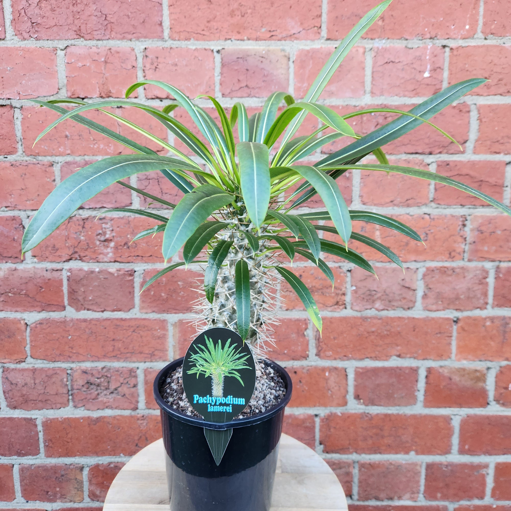 Pachypodium advanced - 15cm pot