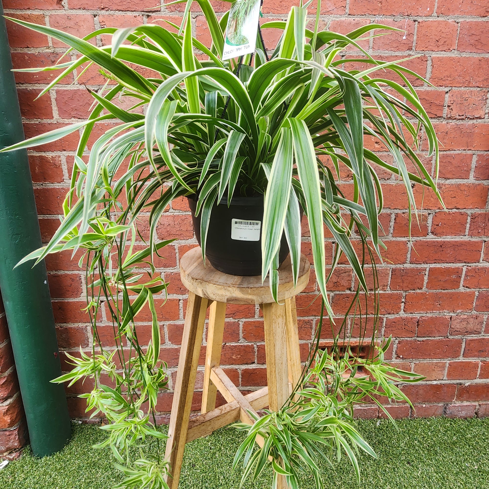 Spider Plant (Chlorophytum comosum Ocean) - 25cmHB