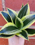 Sanseveria Trifasciata- 7cm Pot