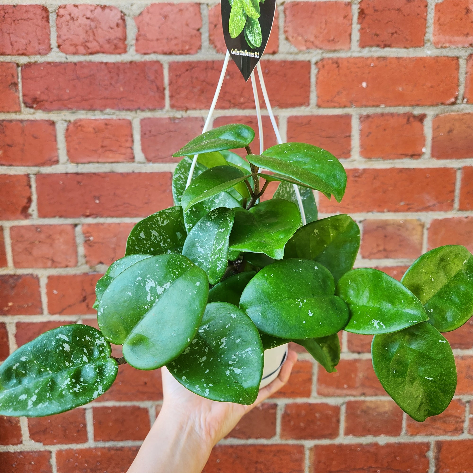 Hoya - Krinkle Giant 'Splash' (no. 222) - 13cm HB