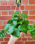 Hoya - Krinkle Giant 'Splash' (no. 222) - 13cm HB