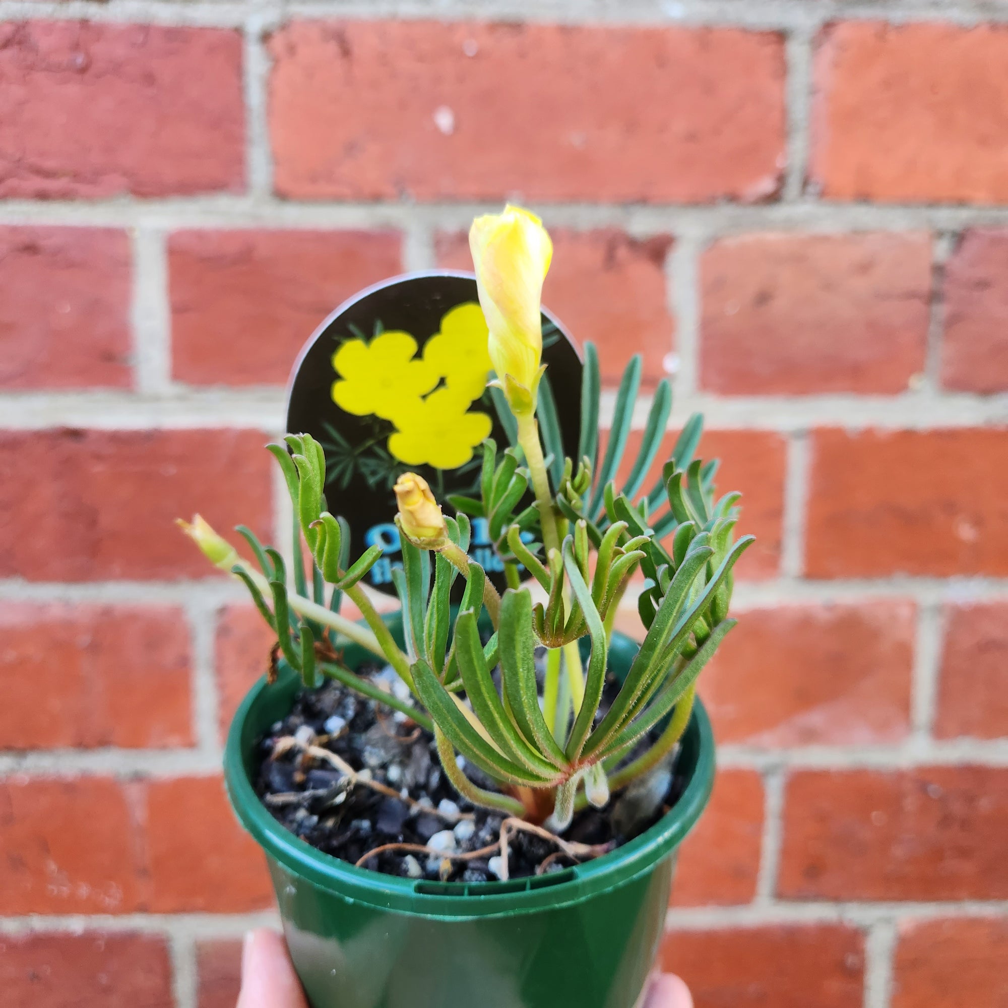Oxalis Flava Yellow - 10cm pot
