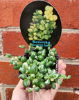 Variegated Weeping Angel- 7cm pot