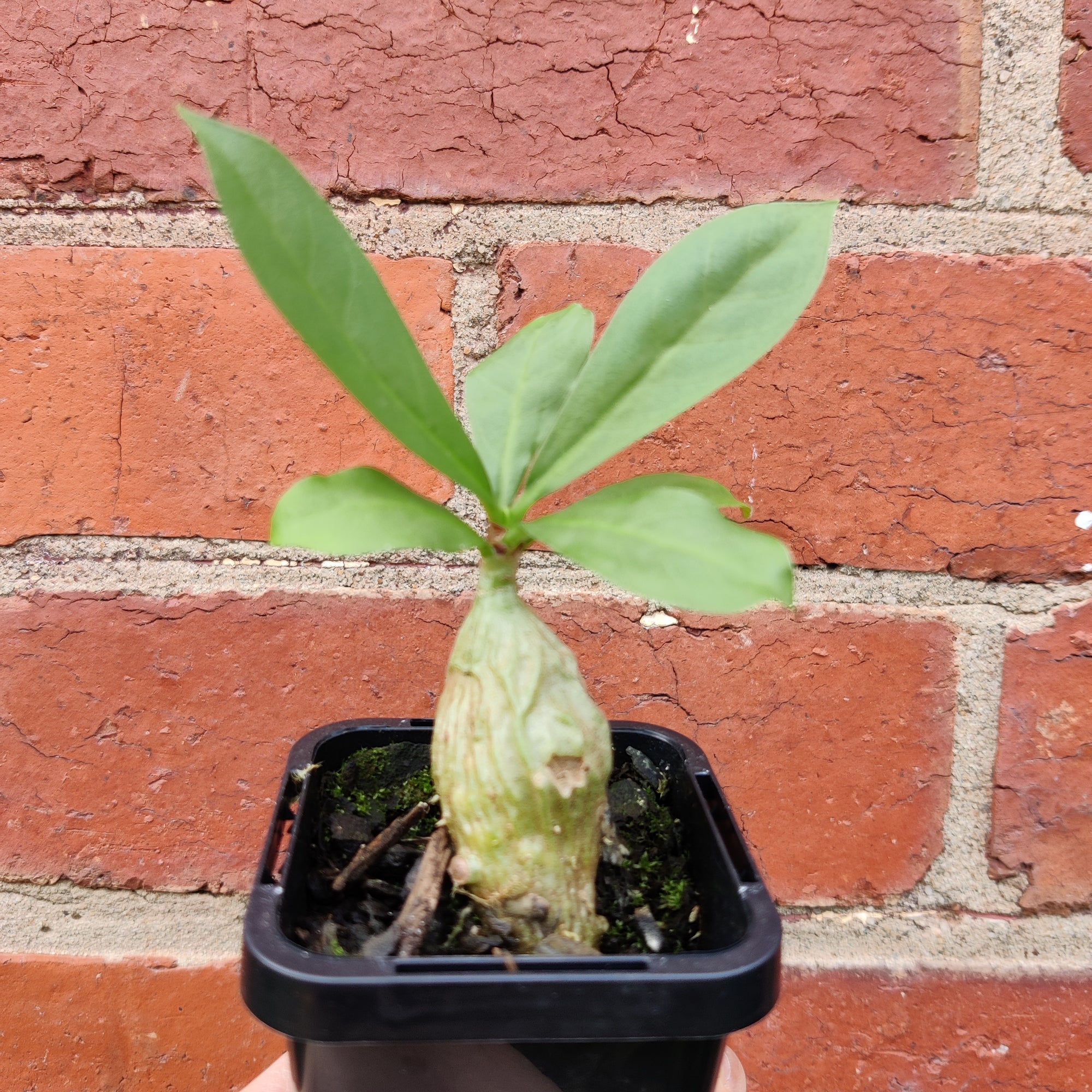 'The Ant Plant' - Myrmecodia - 7cm pot