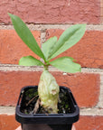 'The Ant Plant' - Myrmecodia - 7cm pot